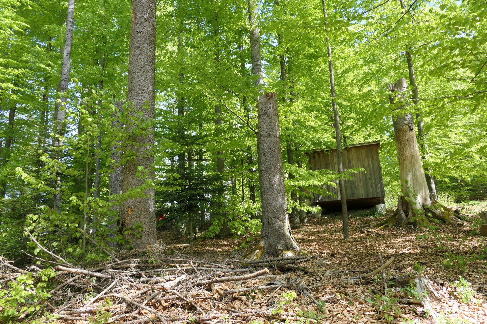 Baumriesen, Totholz und Holzschuppen