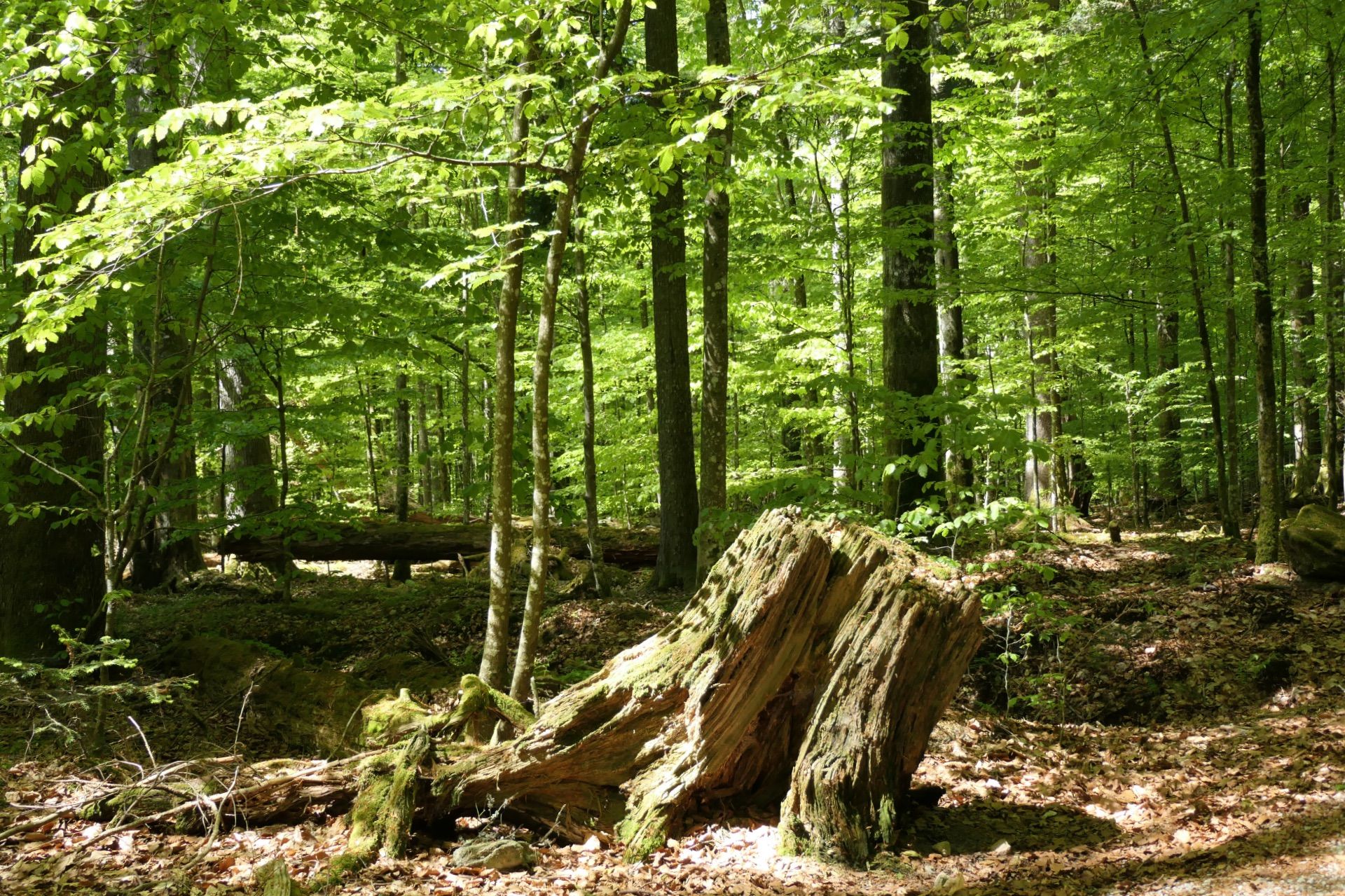 standhafter Baumstumpf