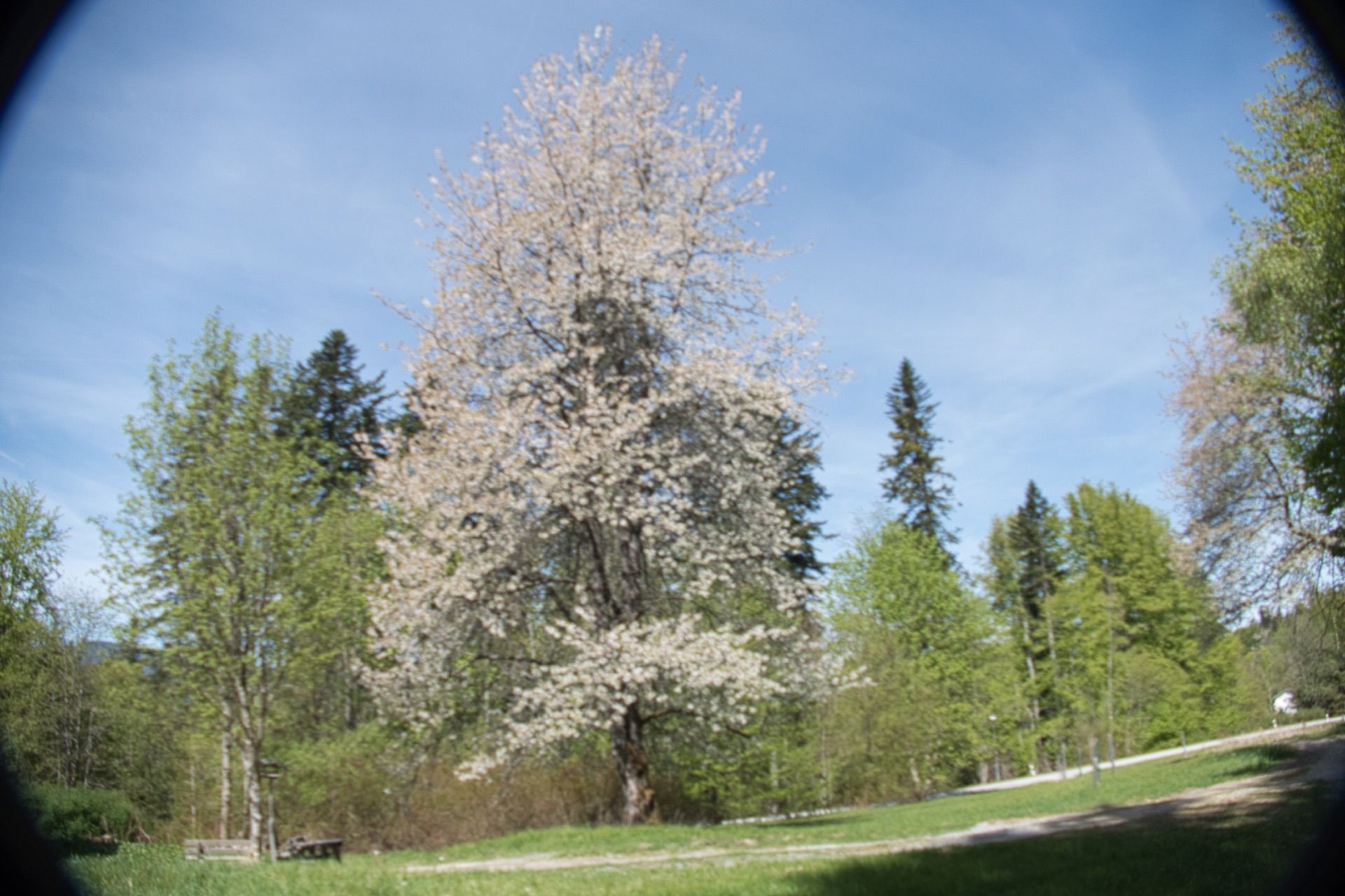 blühender Obstbaum