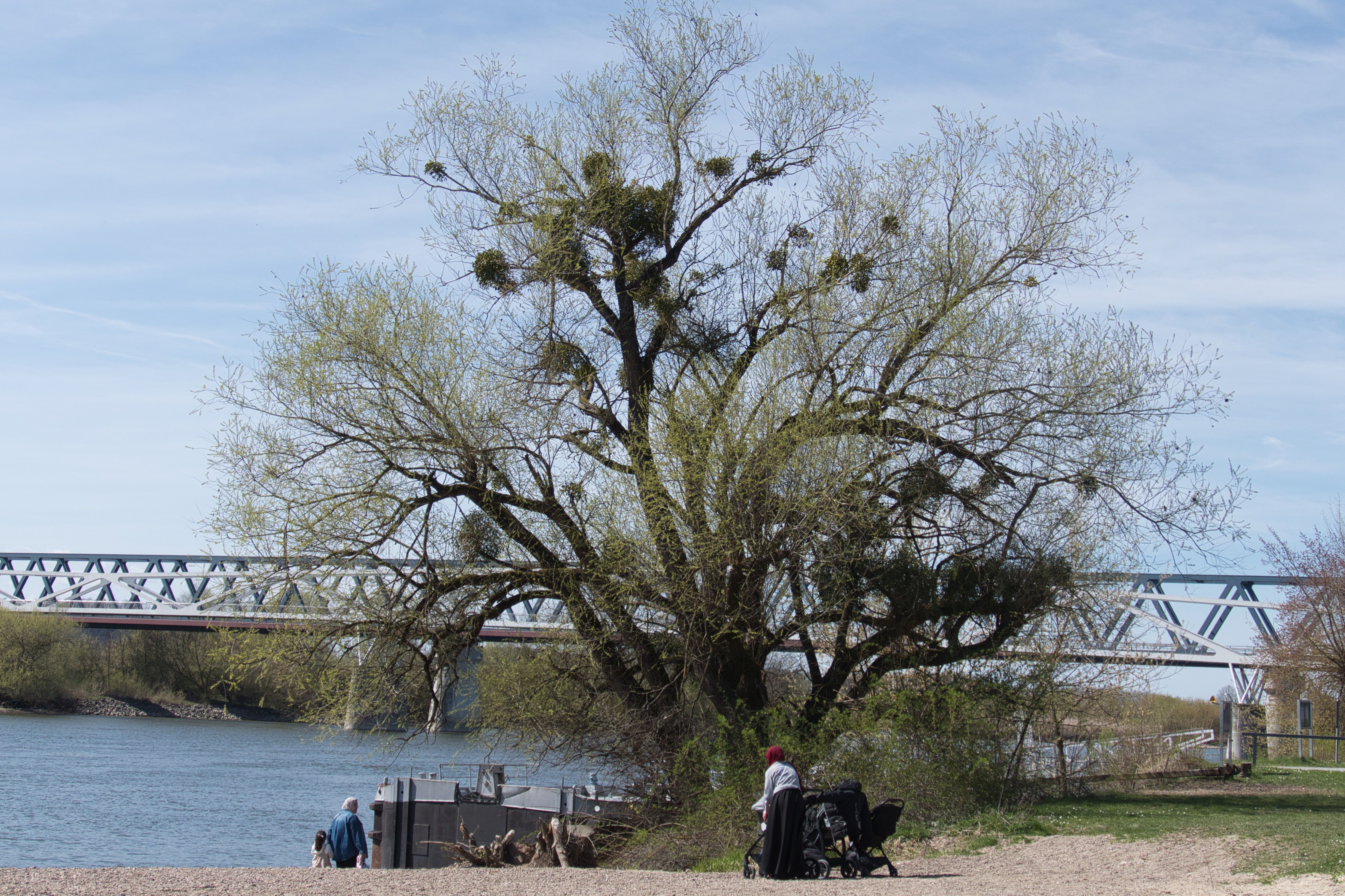 An der Donau